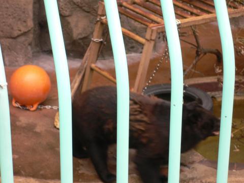 福岡市動物園のツキノワグマ飼育環境改善にご協力を